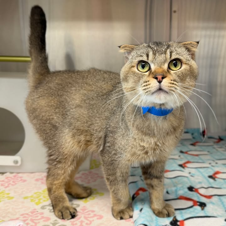 Wisconsin Humane Society tweet media