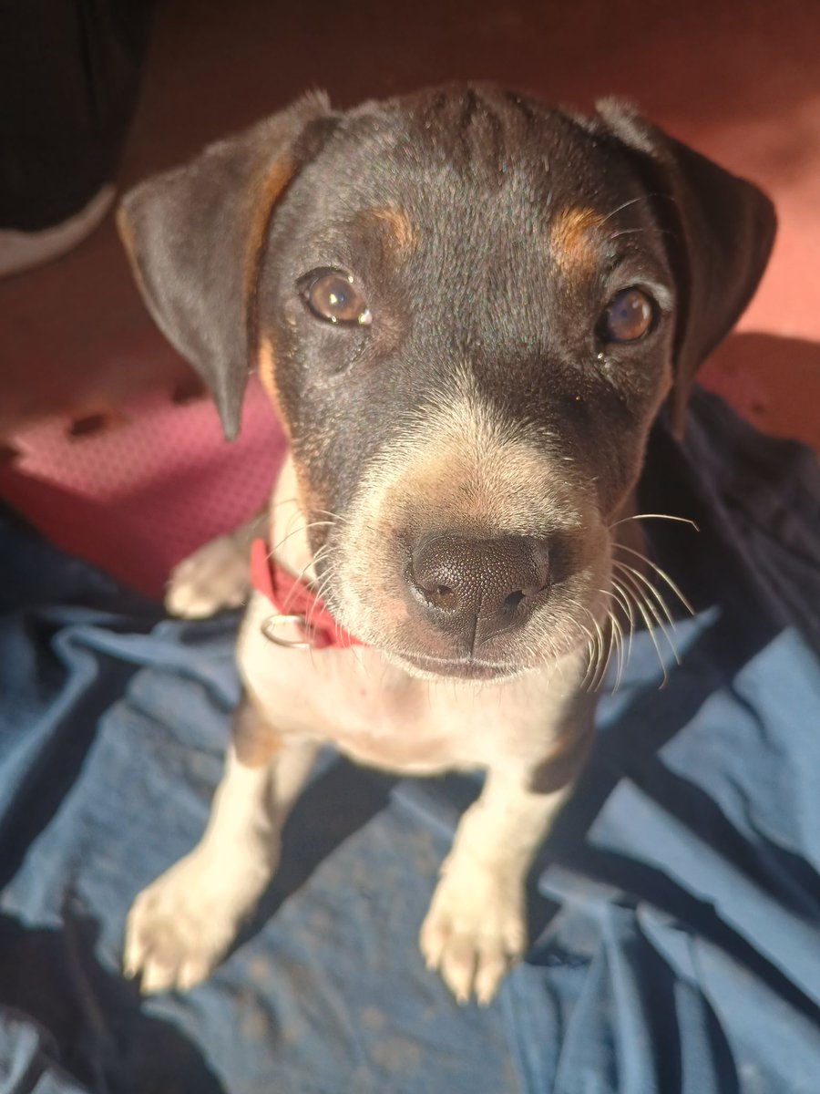 meave21's tweet photo. Encontré a esta perrita: es noble y cariñosa.
Si alguien está en condiciones de brindarle hogar, o conoce a alguien que pueda hacerlo, agradeceré que me contacten. También sería de ayuda si pueden compartir para ampliar las posibilidades de que encuentre hogar. ¡Gracias! https://t.co/AbzNZekIPo