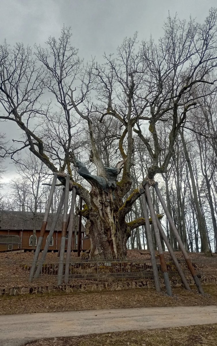 Stelmužes ozols ir vecākais un resnākais parastais ozols Lietuvā, viens no vecākajiem ozoliem Eiropā. Tas aug Stelmužes ciema muižas parkā mazāk nekā kilometru no Latvijas robežas (Imbradu seņūnijā, Zarasu rajonā). Ozols ir aptuveni 1500 gadus vecs