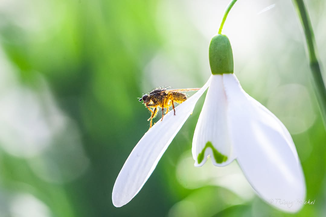Thierry michel photographie tweet media