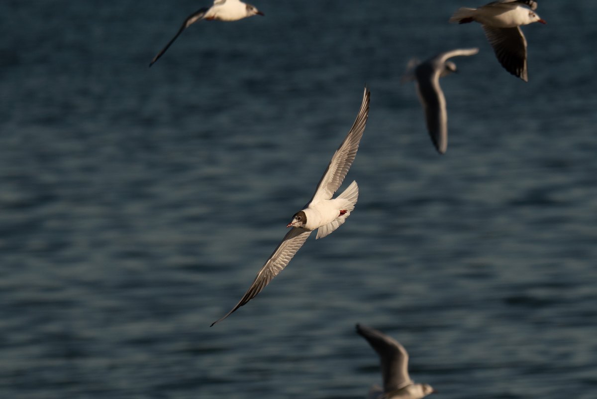 Seagull in flight. 
#wildlifephotography