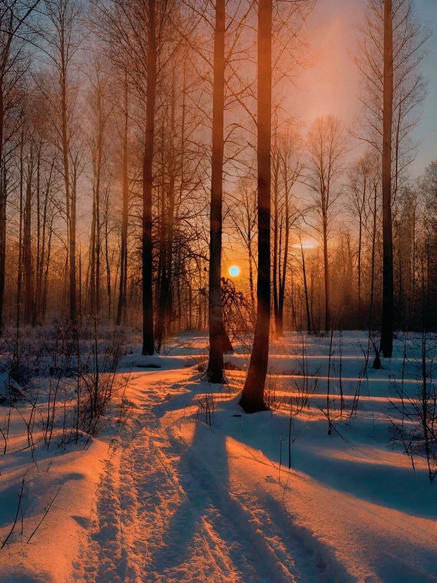 Nata27Best's tweet image. Солнце медленно опускается за горизонт, и лес погружается в торжественное молчание...
Фото: Ирэна Кавалирэ
#NaturePhotography 
#WinterVibes