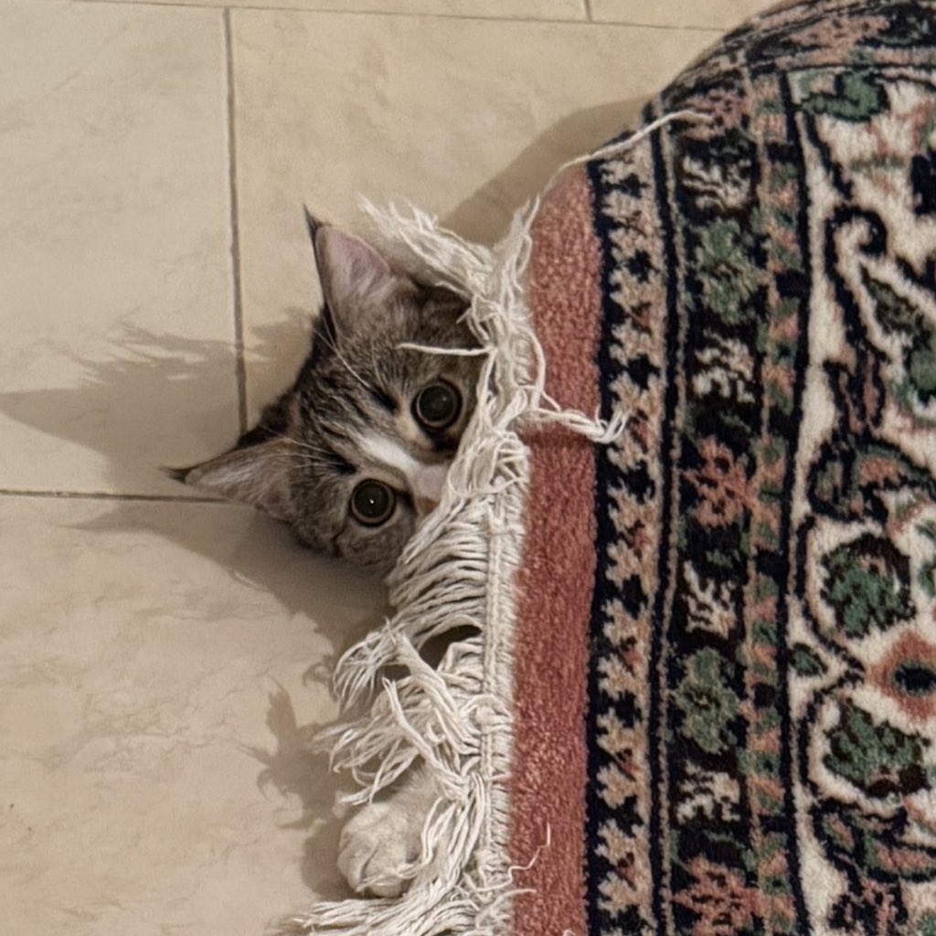 پدرت🐉 tweet media