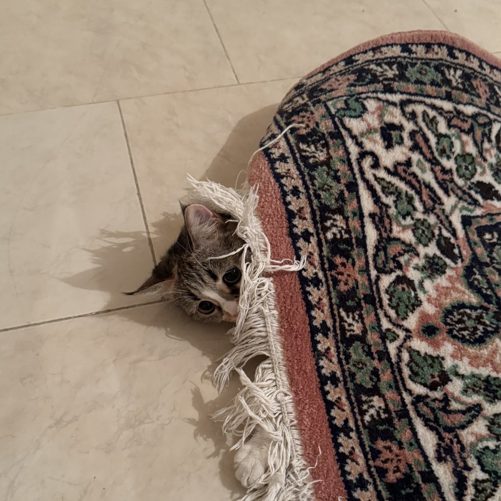 پدرت🐉 tweet media