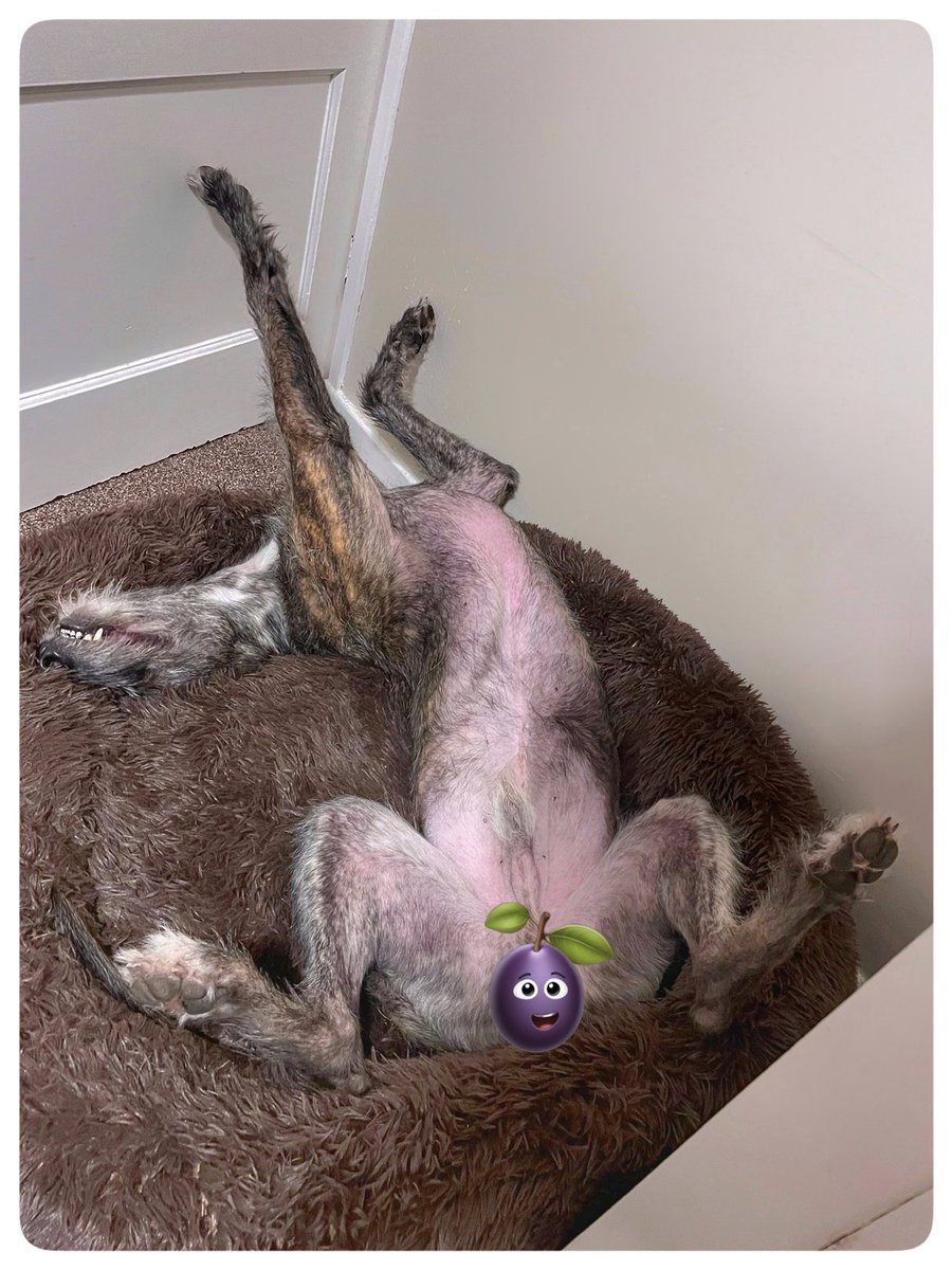 flyabout7's tweet photo. Following a sumptuous meal of roast potatoes cooked in goose fat, roast chicken, steamed vegetables &amp; gravy, Lord Ralphington was nowhere to be seen. 👀

He’d taken himself upstairs to his new bed, where he’s currently snoring. 😴 

#Zorsted
#AdoptDontShop 
#LurcherLife https://t.co/Kt6iSR94rw