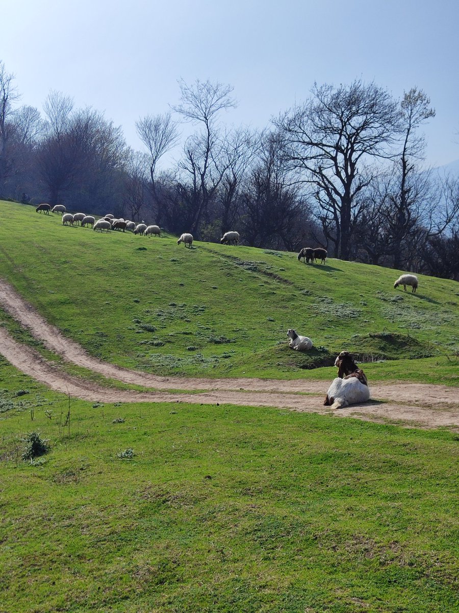 MehdiGolpour tweet media