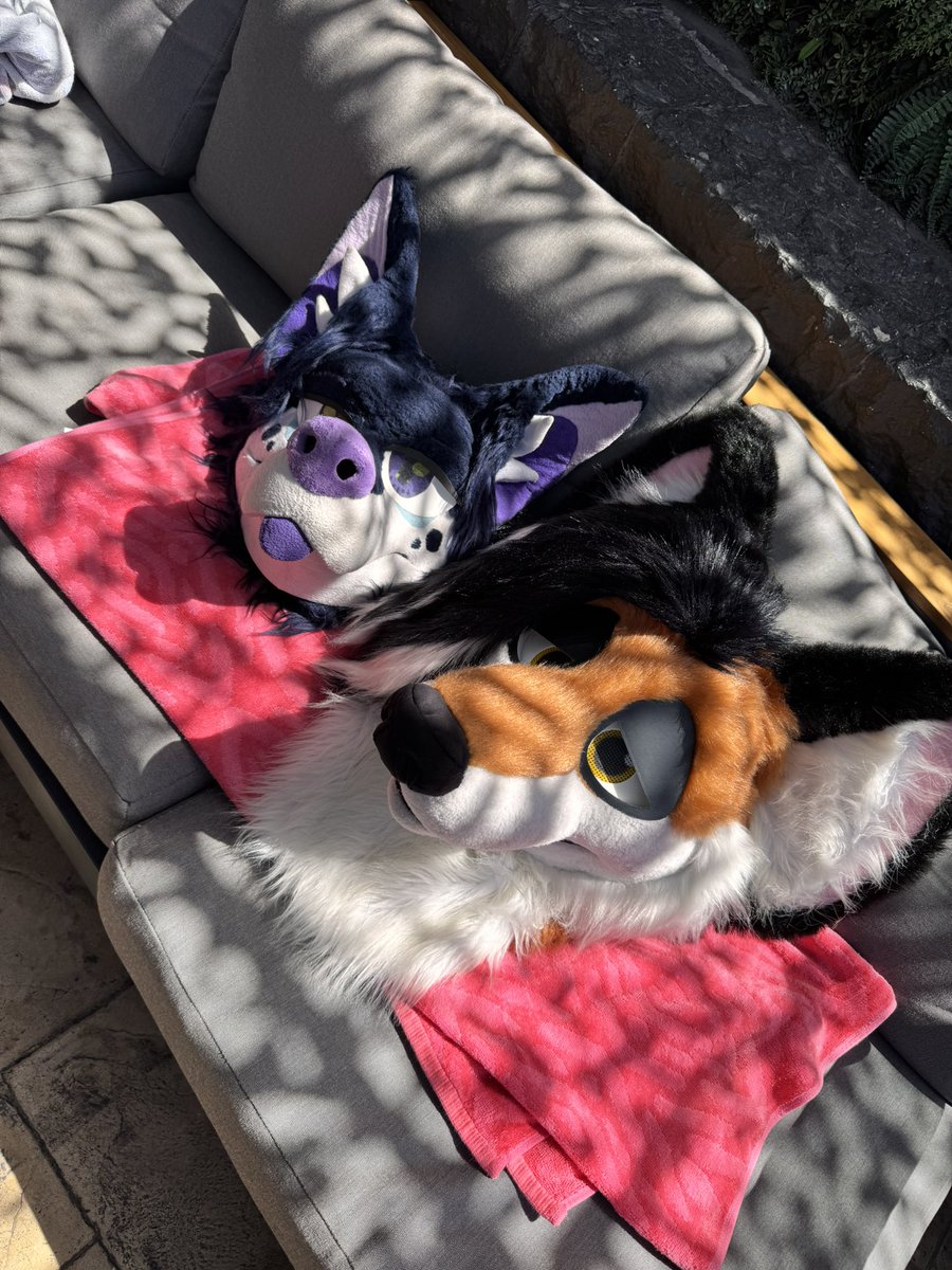 Vulpy fox 🦊💤 tweet media