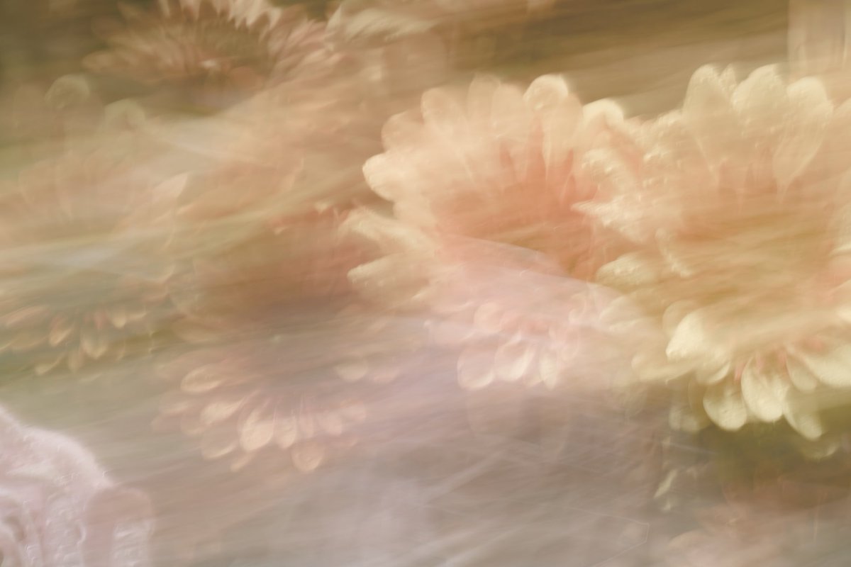 Swati Chakraborty | photosbyswati.eth tweet media