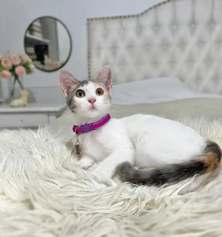 Gatitas en adopción súper responsable. Ambas son hembritaa, son las últimas de la camada! Tienen 2 meses y medio. Son muy cariñosas y falderas. 
AYÚDANOS COMPARTIENDO PARA QUE AMBAS CONSIGAN UN HOGAR 🩷🥰🙏🏼