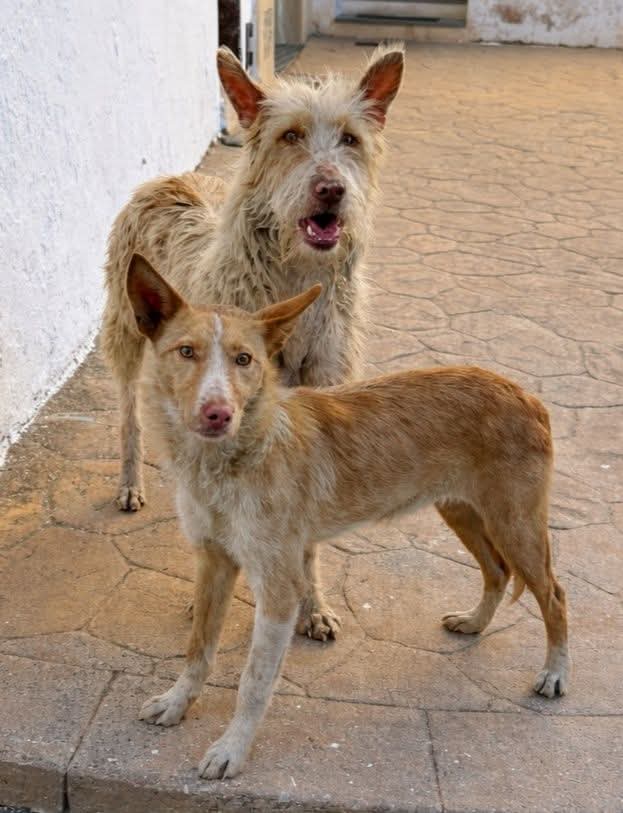 HAN SIDO ABANDONADOS EN UN MUNICIPIO DE LA COMARCA DE LOS SERRANOS, EN #VALENCIA.
⚠️🔴CORREN MUCHÍSIMO PELIGRO POR ATROPELLO. ⚠️🔴
NECESITAN DE MODO MUY #URGENTE HOGAR DE #ACOGIDA.
DESGRACIADAMENTE NO PODEMOS AFRONTAR EL PAGO DE MÁS RESIDENCIAS CANINAS, Y NO DISPONEMOS DE...