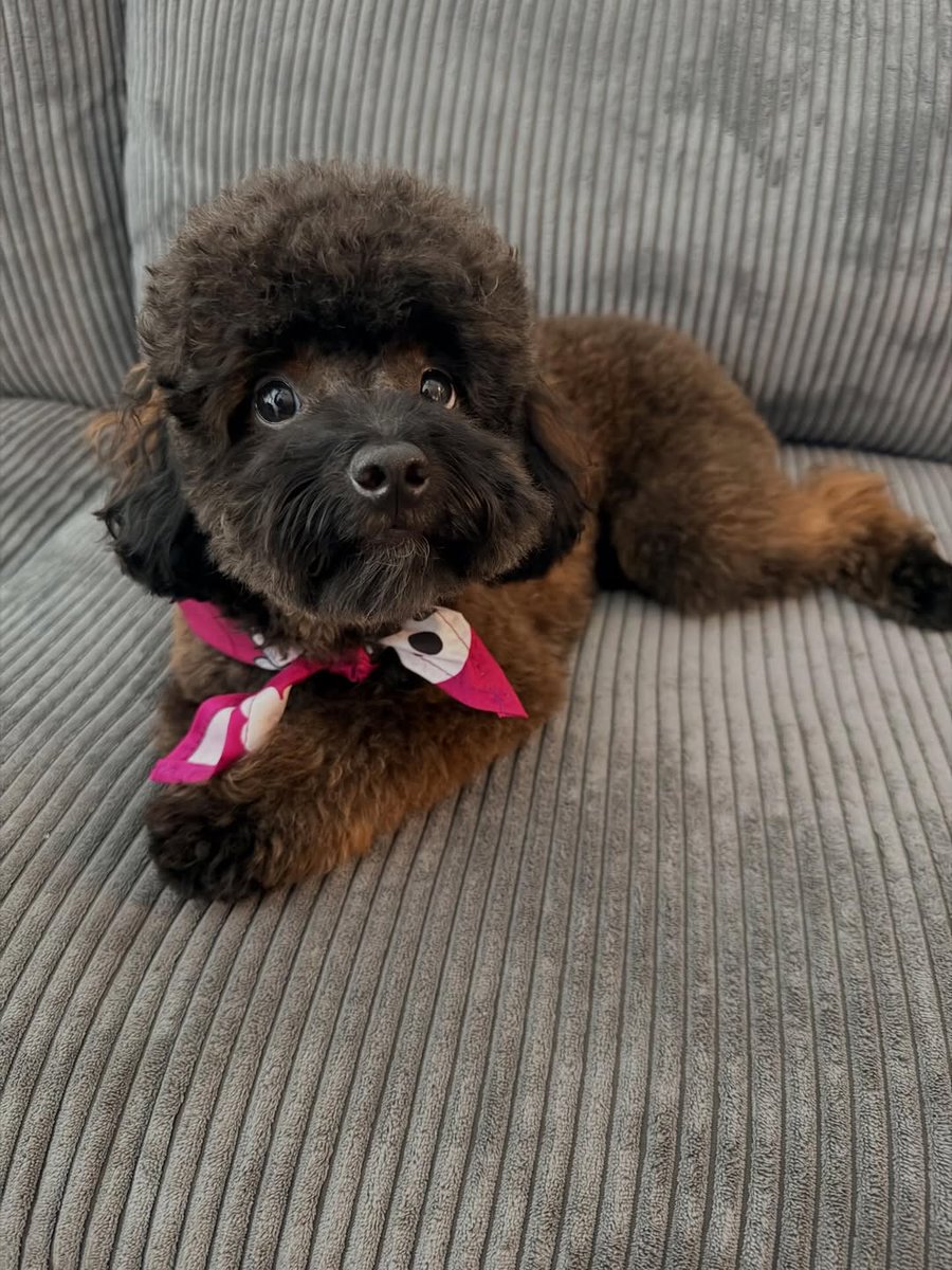 Fresh cut, fresh fluff, and a whole lot of Thursday attitude! 🐾✨

RoRo is officially stepping into the weekend early with this glow-up. Between the perfectly rounded top-knot and that stylish pink bandana, someone is clearly ready for their close-up. 

#RoRoTheCutie #FreshGroom