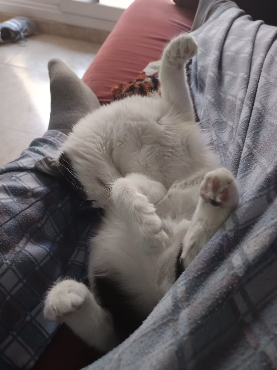 PMI | Adrián LSH 🐦 tweet media