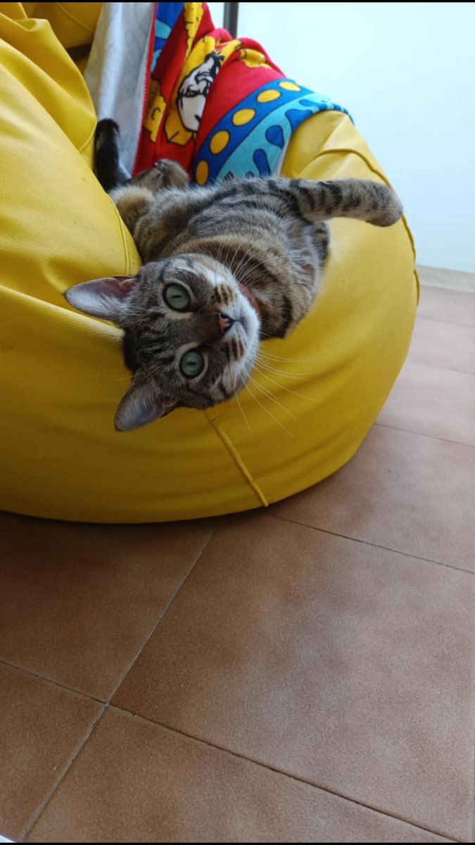 PMI | Adrián LSH 🐦 tweet media