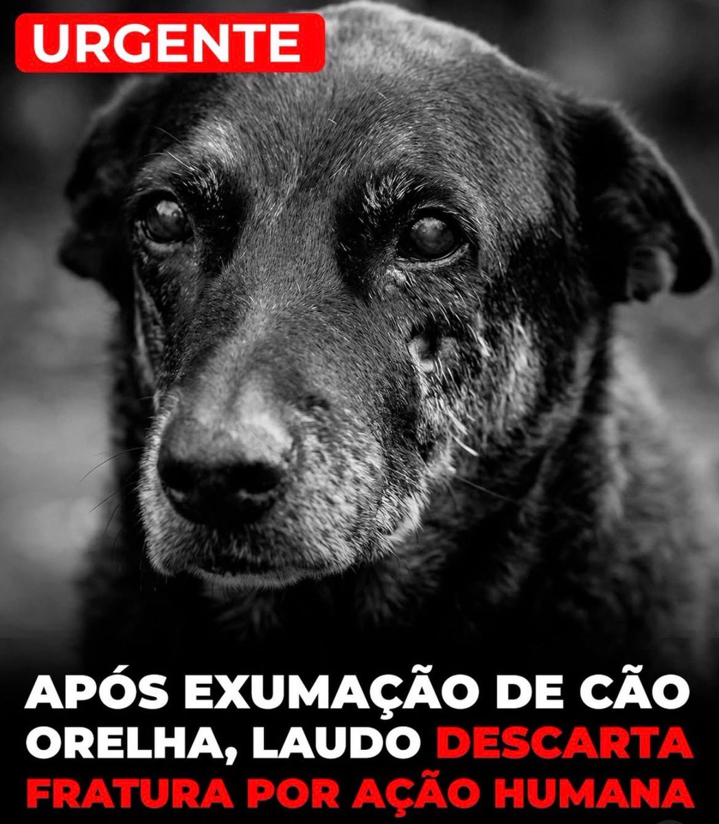 URGENTE

Laudo da exumação DESCARTA FRATURAS POR AÇÕES HUMANAS, ou seja, de acordo com o laudo, nenhum humano foi responsável pela morte do Orelha, nenhum humano o machucou.

Pra defender criminosos ricos teremos então o 1º suicídio de cachorro da história.
