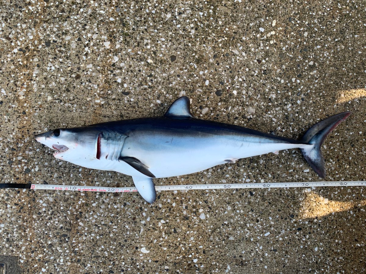 RT @nanukazame1: 本日はコチラのかっこいいサメ🦈 皆さんはこのサメの