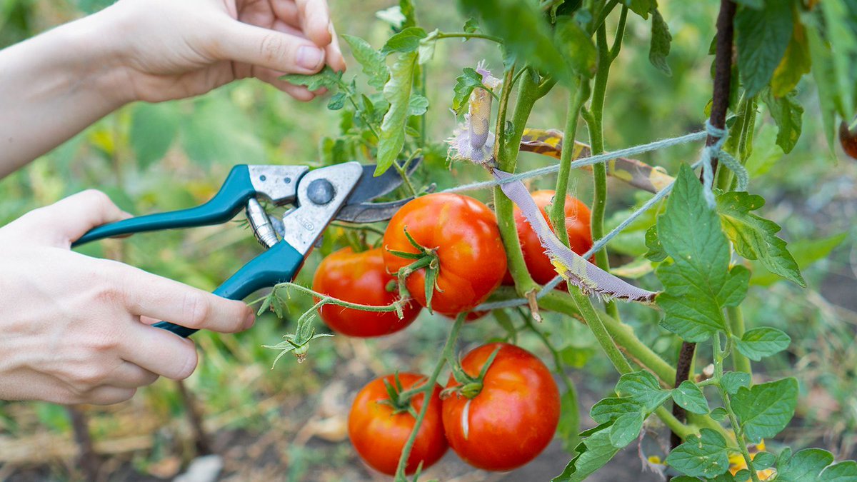 An Expert Just Grew 100-Year-Old Tomato Seeds – and You Can Revive Expired Seeds With the Same Method 
gardeningknowhow.com/garden-how-to/…
