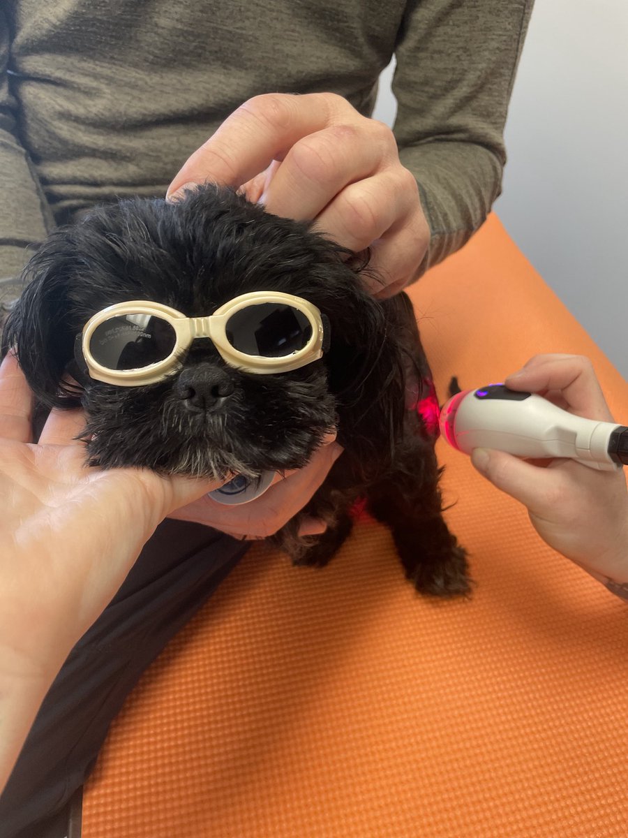 WeRateDogs tweet media