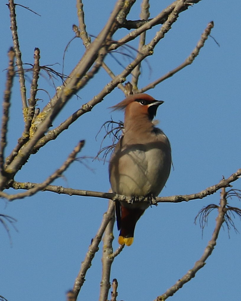 Gerard Groeneveld tweet media
