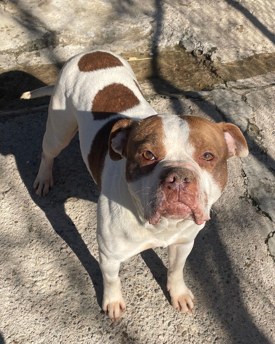 OsonaProtectora's tweet photo. ADOPTA la Lua, una gosseta creuada de #bulldog i de caràcter es mostra afectuosa, dòcil i simpàtica. Li agrada molt jugar amb pilotes 🥎. De mida petita-mitjana. Té 4 anys.

Xipada, desparasitada, vacunada i esterilitzada.

📩 Escriu-nos https://t.co/6HiIMFZ6JU