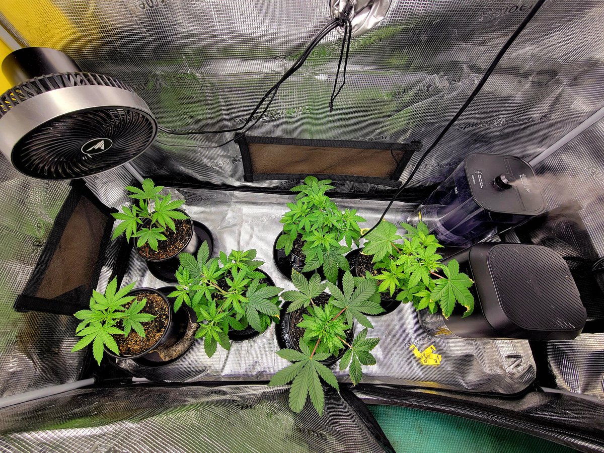 Day 15 Veg
Frosted Socks F1 
300ppfd, 63-65% rh @ 72-80°Freedom 
Soil amended with StashBase 1tbsp/gal of soil.
Beans turn into good things!🪴🧬🪴
FEPO NFSOT