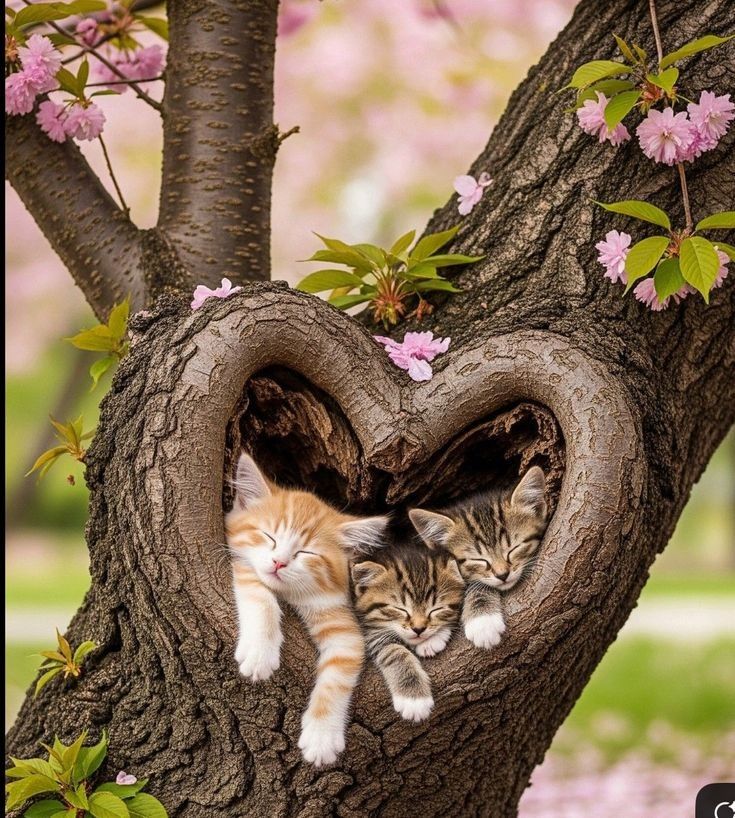 <a href="/jamaicaisla/">Mari Carmen</a> <a href="/MariaA94193/">Maria Carmen Tarrega Alemany</a> <a href="/amparosr1/">amparo s r</a> Buenas noches chicas hasta mañana que paséis buena noche besos y abrazos para todas 😘 😘 😘