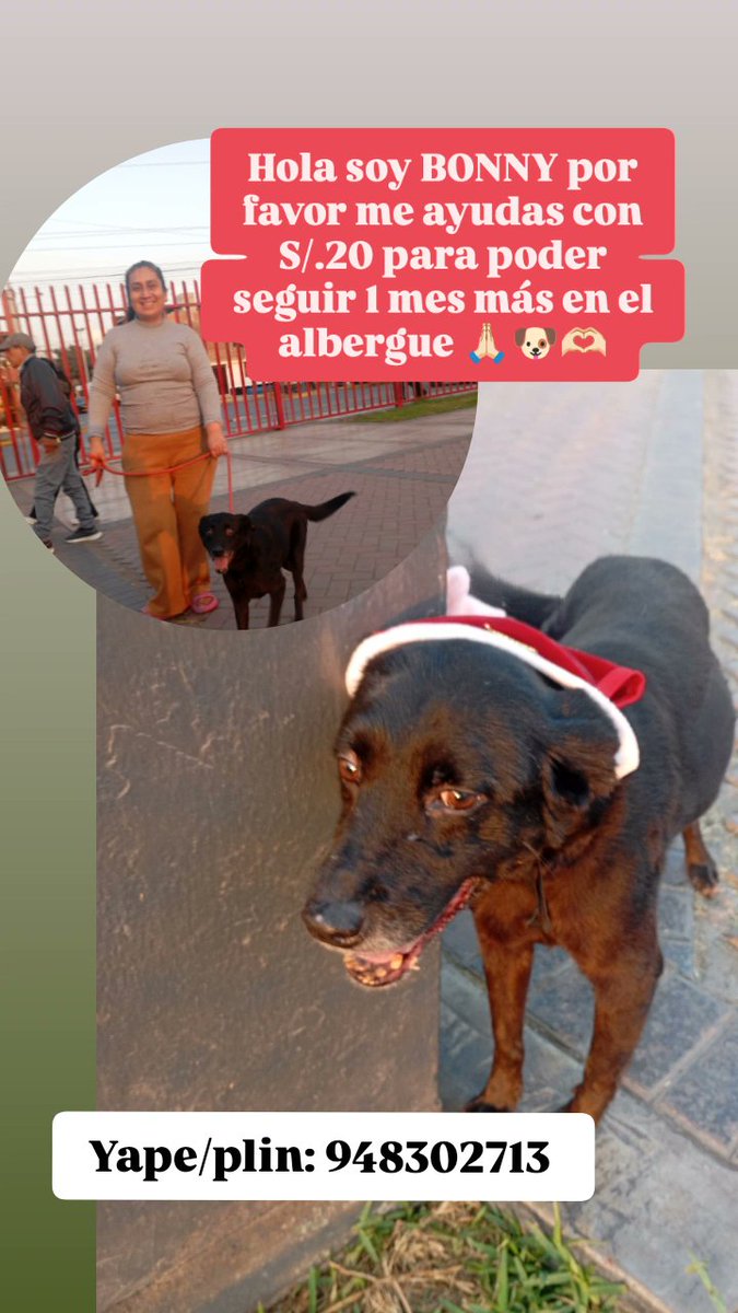 Amigos CANDY BATMAN CREMA Y BONNY a un paso de ser retirados de sus albergues por no tener para cubrir sus temporales del mes y sus antipulgas 😢nadie más los apoyo. Lo reunido no cubre ni 1 temporal completo, nadie pregunta para darle temporal gratuito ni adoptarlos 💔😔