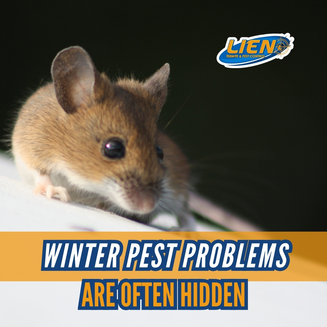 LienTermite's tweet photo. Winter pest problems are often quiet.

Pests settle into walls and basements where activity is easy to miss. By spring, infestations are often established.

Early action helps prevent bigger issues.

#pestprevention #omaha https://t.co/FBvEJKV7iB