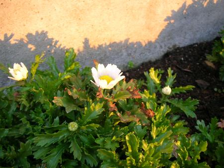 honky_tonk's tweet image. 【人生の魔法】-1056　「怖くって宇宙にお任せし切れない」
ascension2011.jugem.jp/?eid=2492

見えない力とシンクロする人生が本当。
実現の抵抗勢力は、不安を紛らわそうと頑張るこの心。
内観ワークの出番です。
#fear #怖れ #InnerObservation #内観