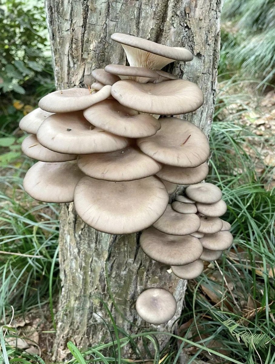 Zhangyanyi99181's tweet photo. 采蘑菇！
I’m going to pick mushrooms https://t.co/ejjjyHuqF4