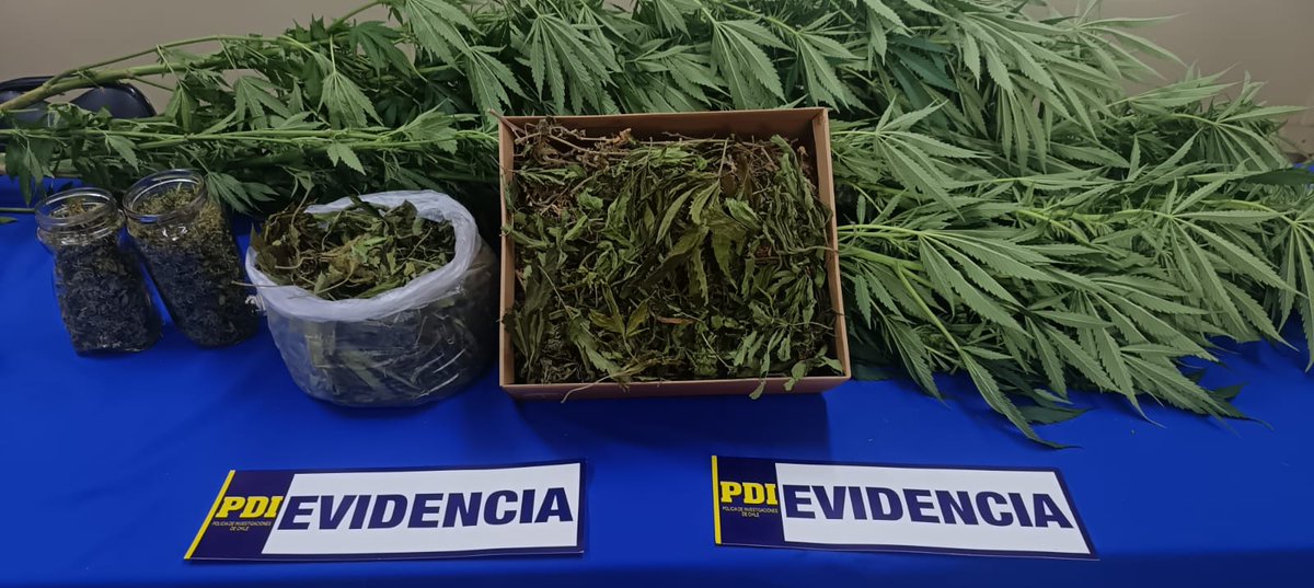 🔴 Se le incautó una planta de Cannabis de más de 2 metros de altura y más de 350 gramos de la misma sustancia procesada: <a href="/PDI_Araucania/">PDI_Araucania</a> detuvo a una mujer de 66 años por cultivo de Marihuana en #Gorbea.

👉🏼 Más información aquí...
facebook.com/10006356767152…
<a href="/PDI_CHILE/">PDI Chile</a>