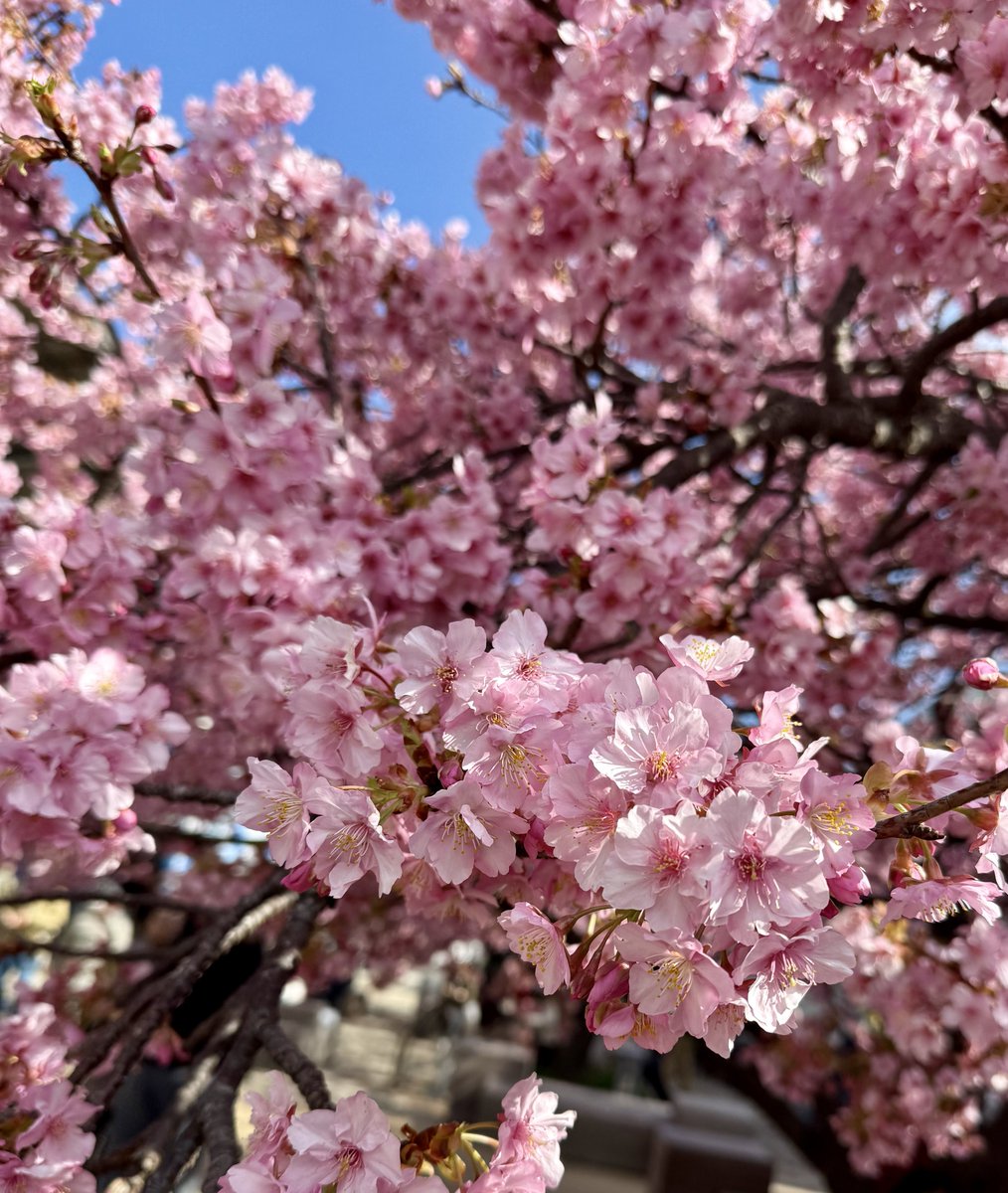 俺たちの上野恩賜公園もついに桜モード突入🌸🥳