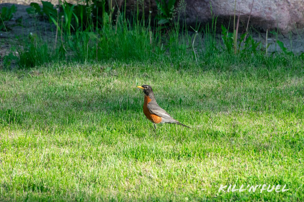 KillNFuel's tweet photo. The quintessential early bird!π¦
#robin #earlybird #signofspring https://t.co/SXIgZBuIQe