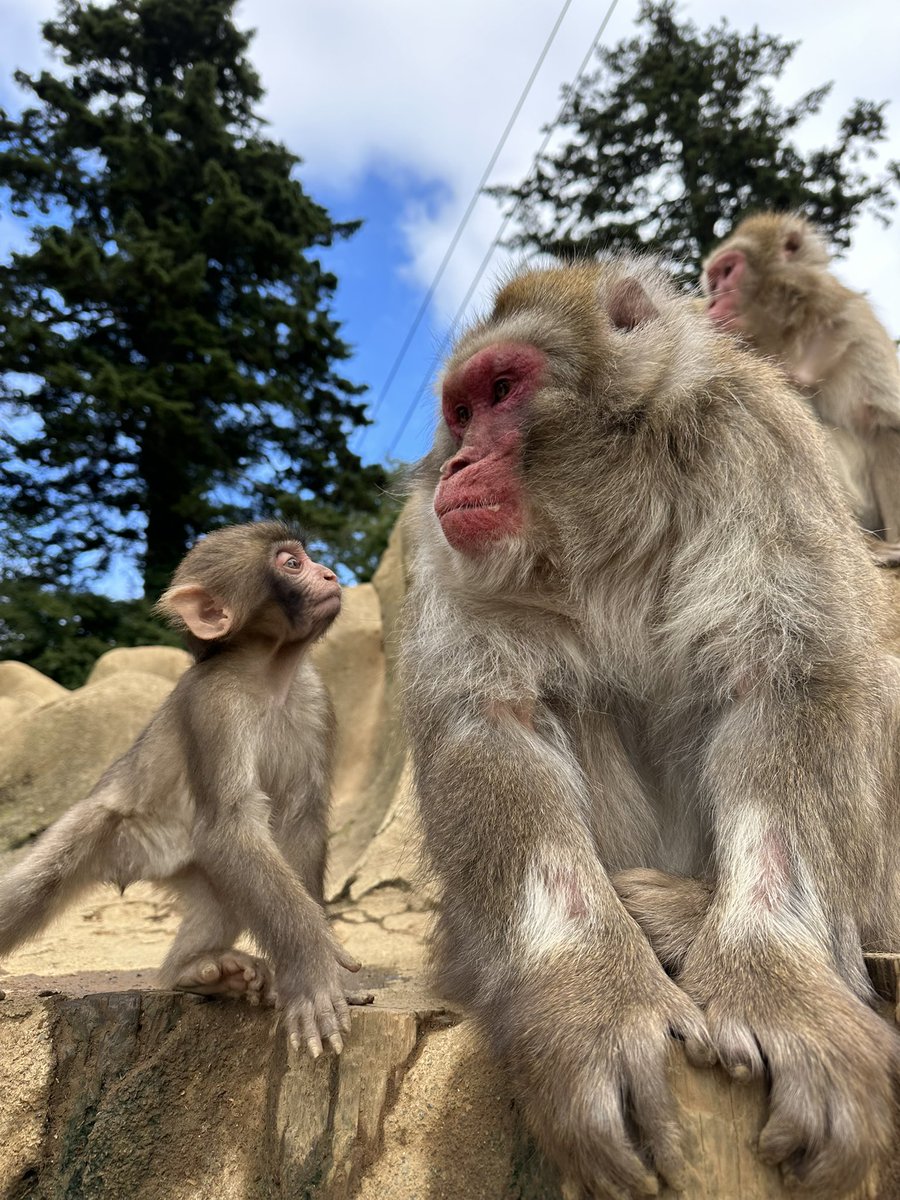 ネッシン一周忌】2/27-3/22 本日2月27日は昨年亡くなった先代ボス