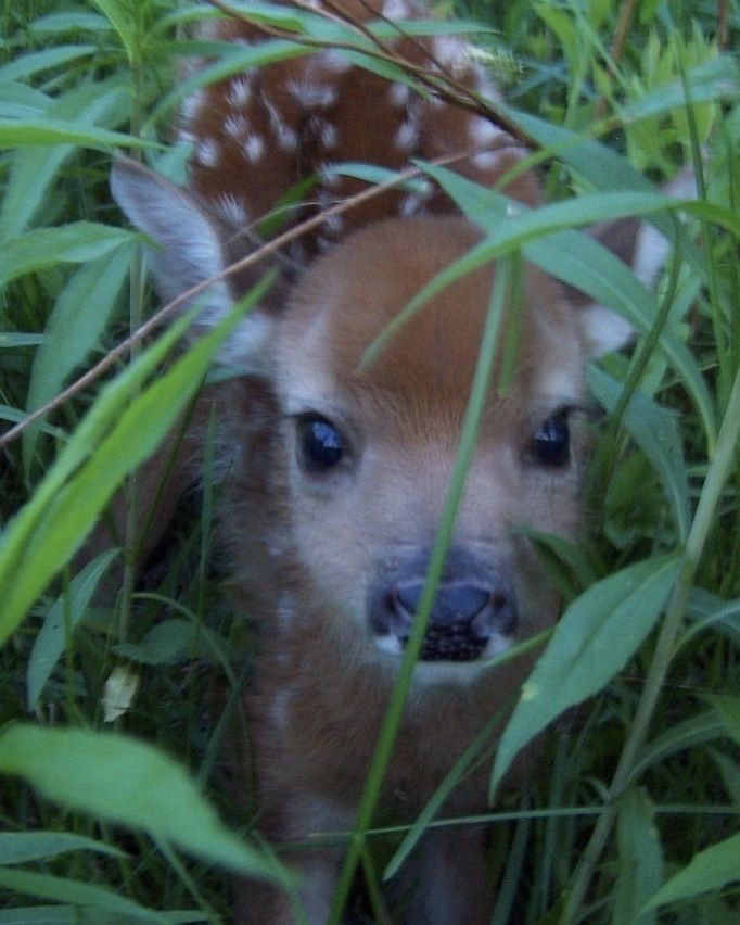 He is a little deer
#teylan