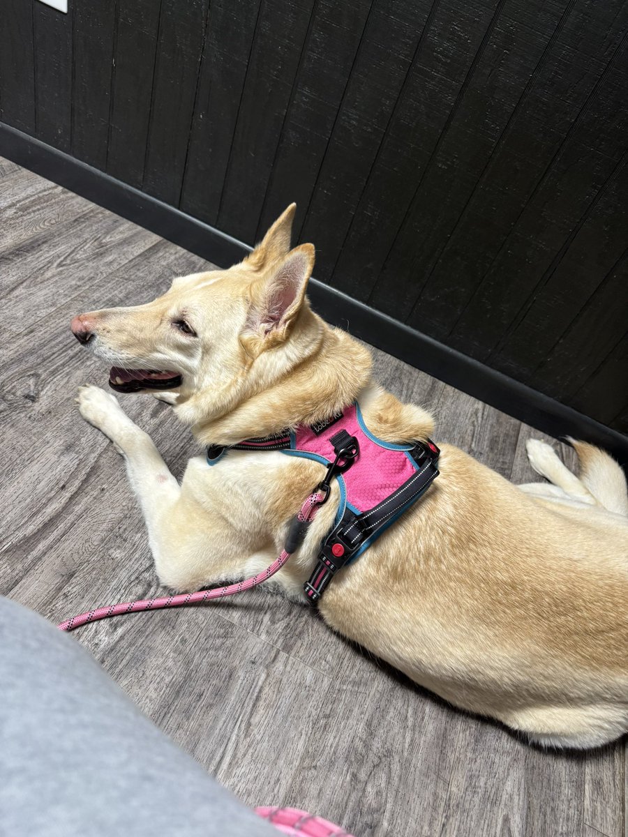 kota ‎ ݁˖༘⋆𐦍⊹₊ tweet media