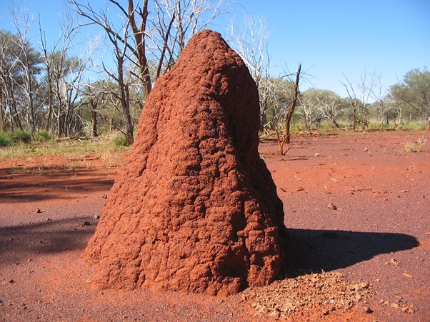 ExterraTermite's tweet photo. Did you know that in Darwin, Kakado, Arnhem Land, Nthn QLD and the Kimberely, termites represent up to 10% of all animal biomass? Most of these species are ecological workhorses, with only a fraction posing a danger to our homes. https://t.co/HQ8itgzoOX