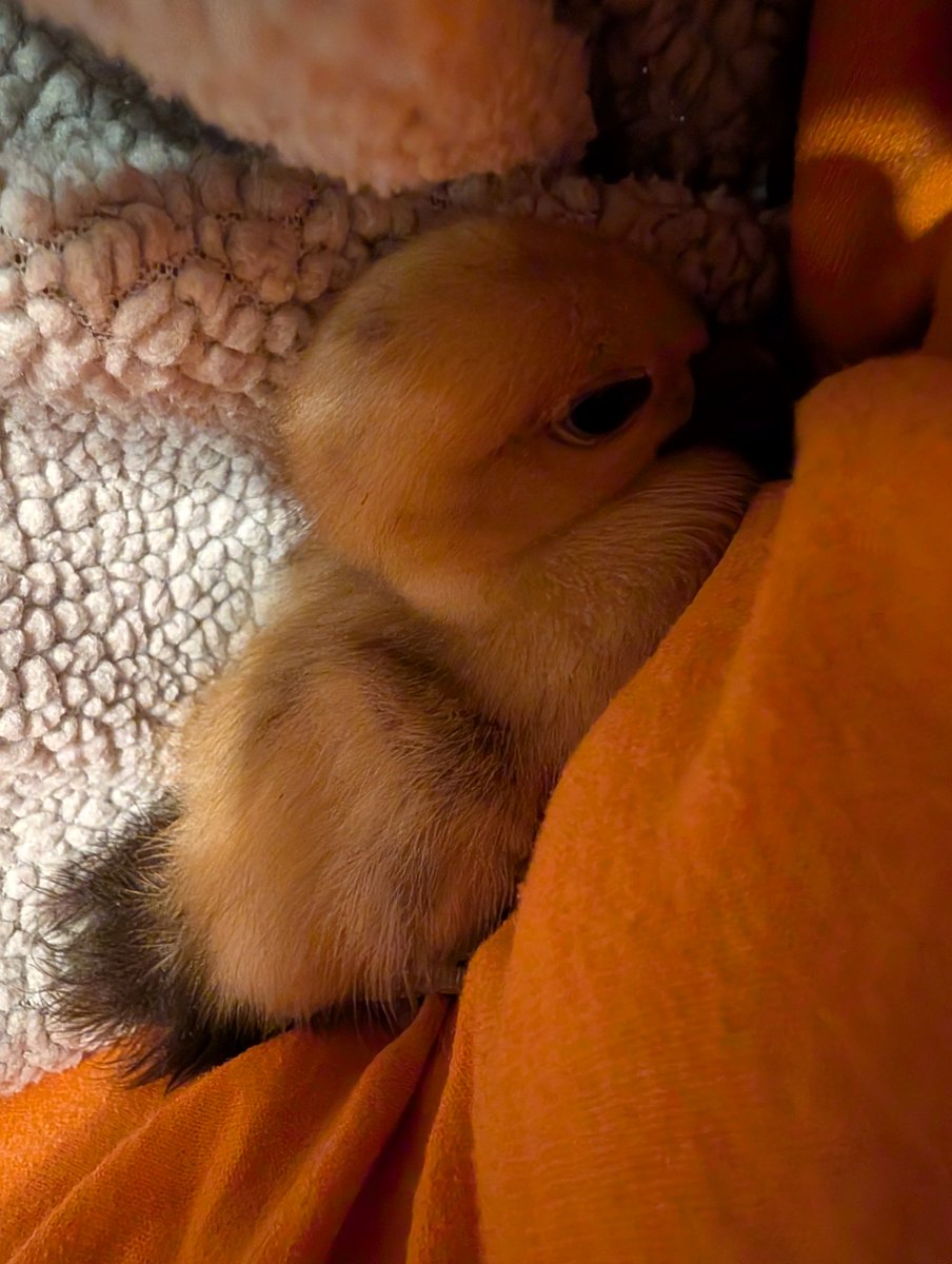 Sorry can't talk much now. Trying to save an abandoned baby duck. Keeping it warm with body heat and a sweater.