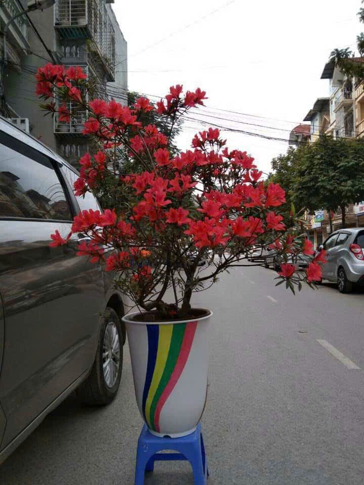 HƯƠNG TRÀ | Green Whisper tweet media