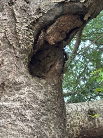 森林総合研究所（森林総研） tweet media