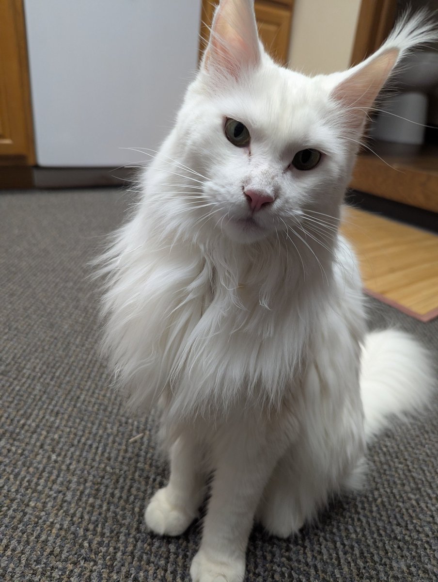 I call him Optimus Prime