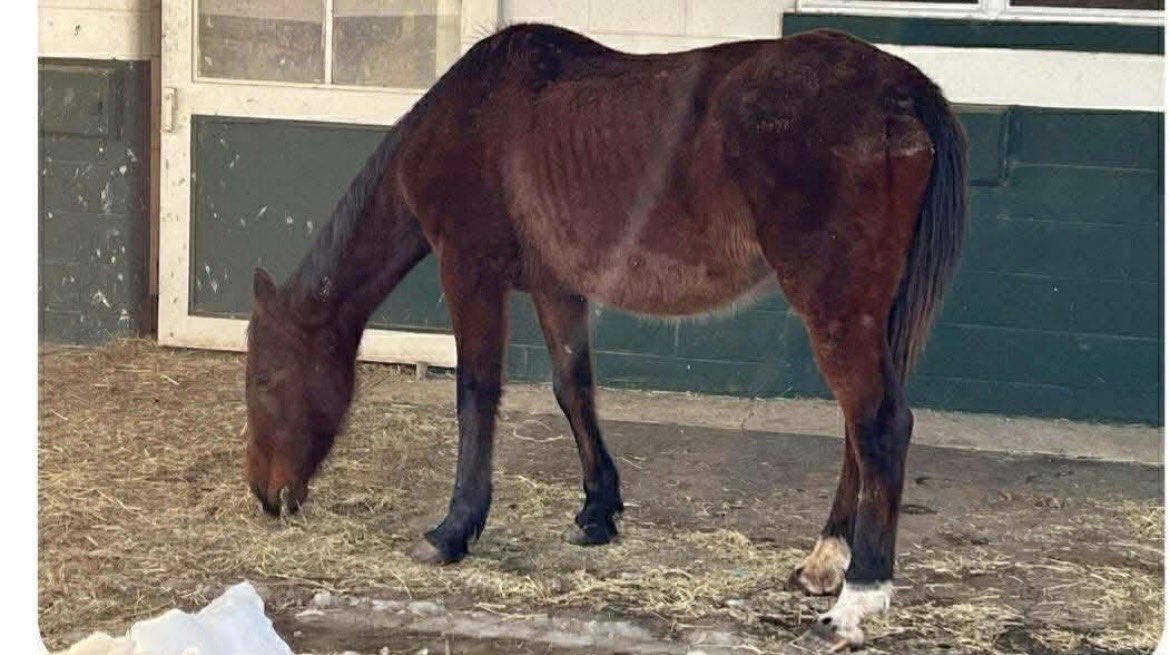 🚨25 yo Broodmare She’s All American has a new ship date! She’ll ship Sat. Nite without the rest of her funds. Thank you all who helped get her hold. 💕She also has a MATCH OFFER for funds donated in the next 2️⃣4️⃣ hours. Please DONATE and SHARE! 🚨1️⃣3️⃣2️⃣2️⃣ paypal.com/donate?campaig…