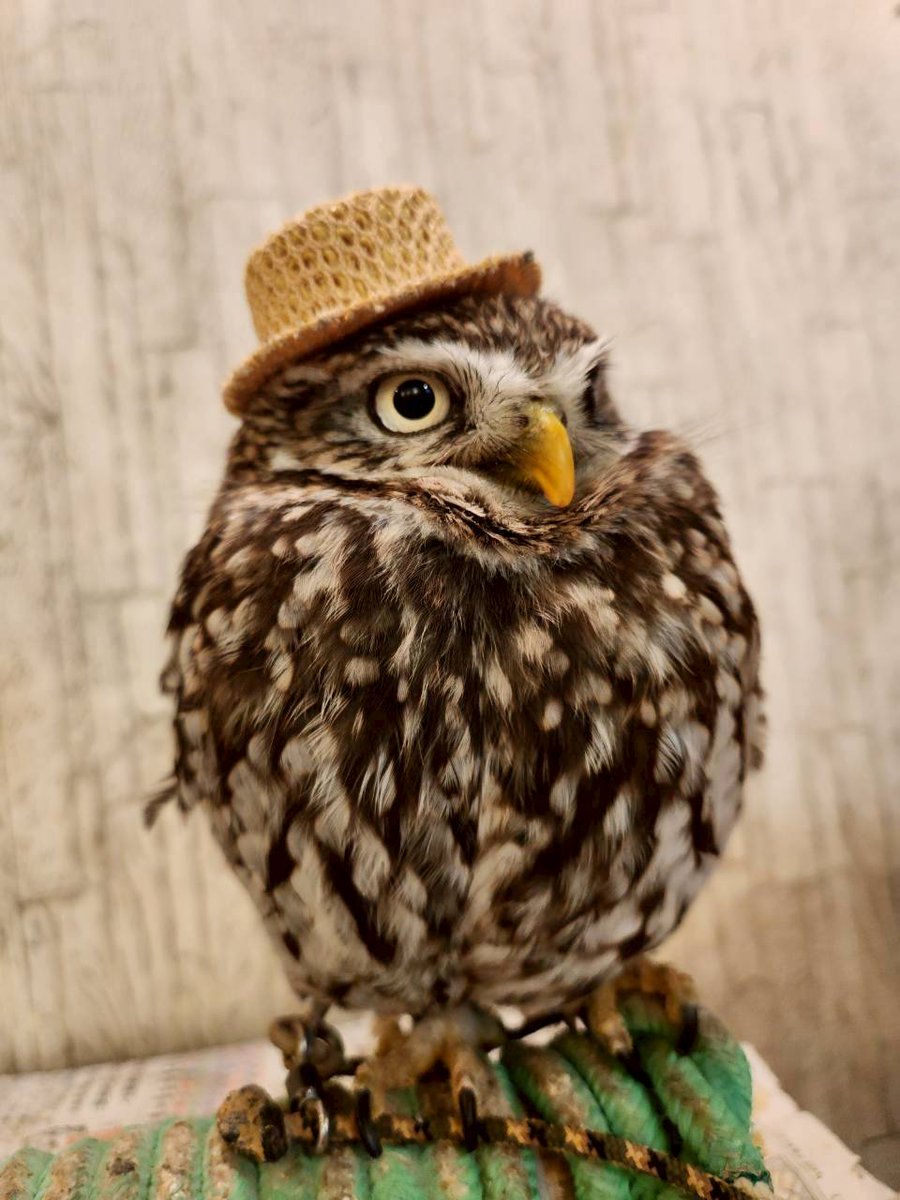 フクロウカフェもふもふ銀座Owlcafe (@mohumohuGINZA) / Posts / X