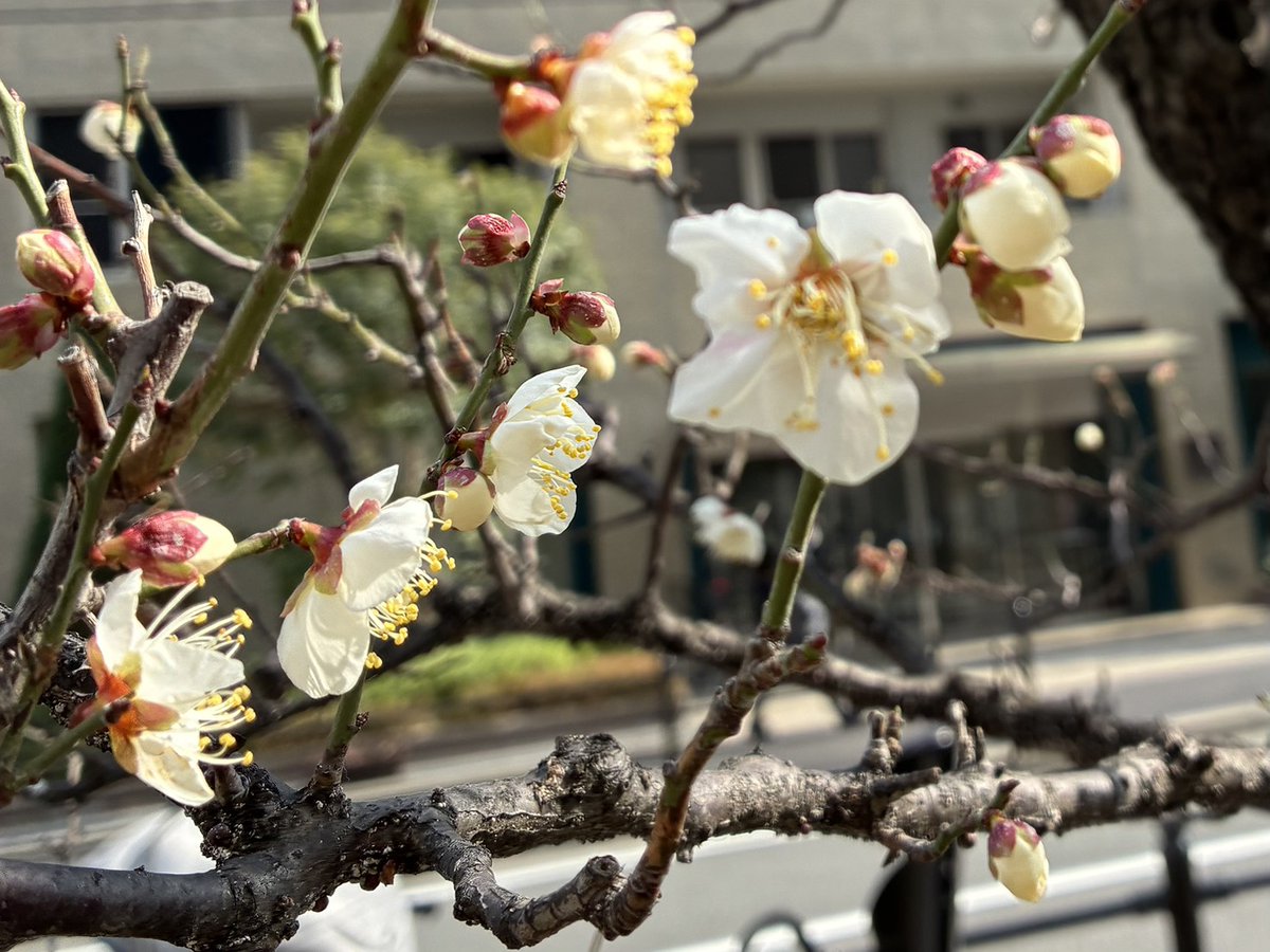＼おはよう☀サンビー／
2月も最終営業日！！
近くの高校は今日が卒業式のようで、もうそんな時期になったんだなーとしみじみ…😌🌸
おめでたいですね✨

それでは今日頑張れば週末！
頑張ってまいりましょう～よろしくお願いします🤗
（そろそろ #文具女子博in大阪2026 のことをお知らせしたい！）