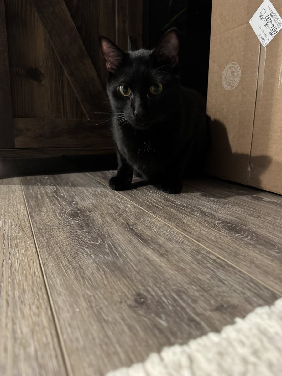 Cate Meowdy (REAL) tweet media