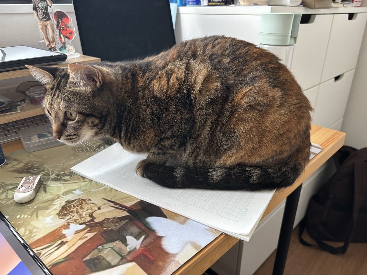 roly-poly 🐈 tweet media