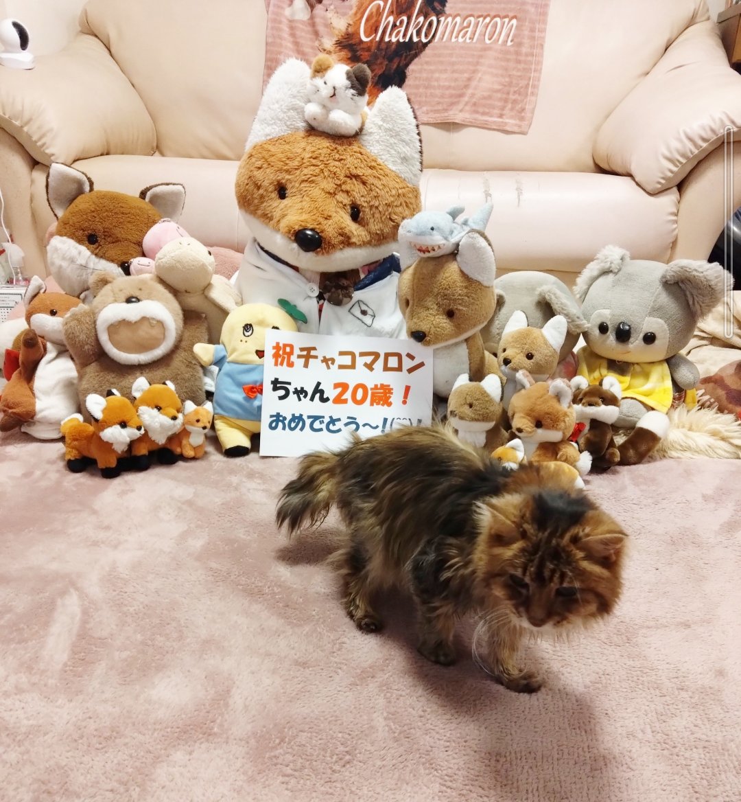 kaomaru (@chakobox) / Posts / X