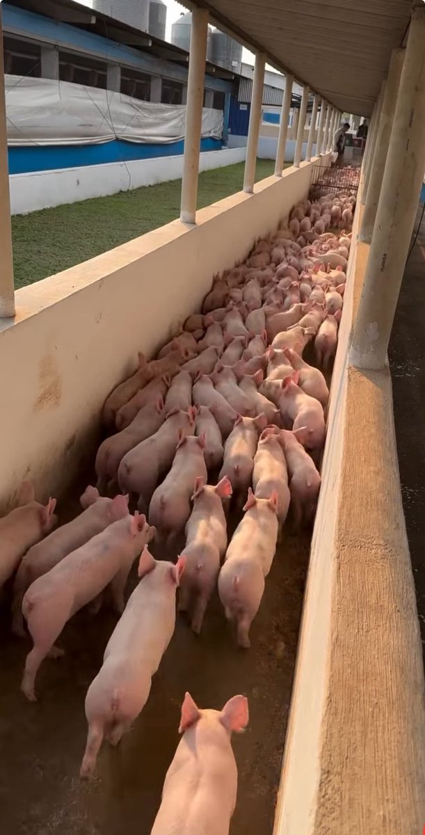 Entrepreneurs on my TL, be honest.

How profitable is pig farming? 
Because this looks like so much money moving.