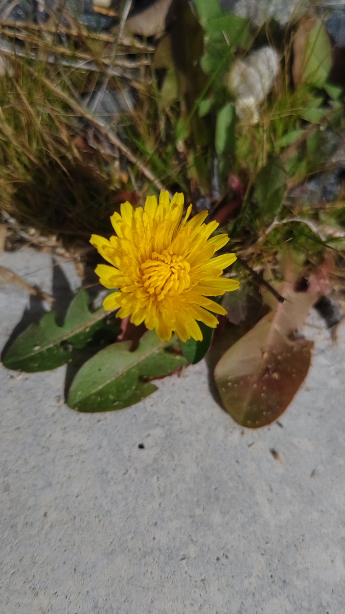 (株)大匠/注文住宅/新築/リフォーム/リノベーション/総合建築/京都府 tweet media