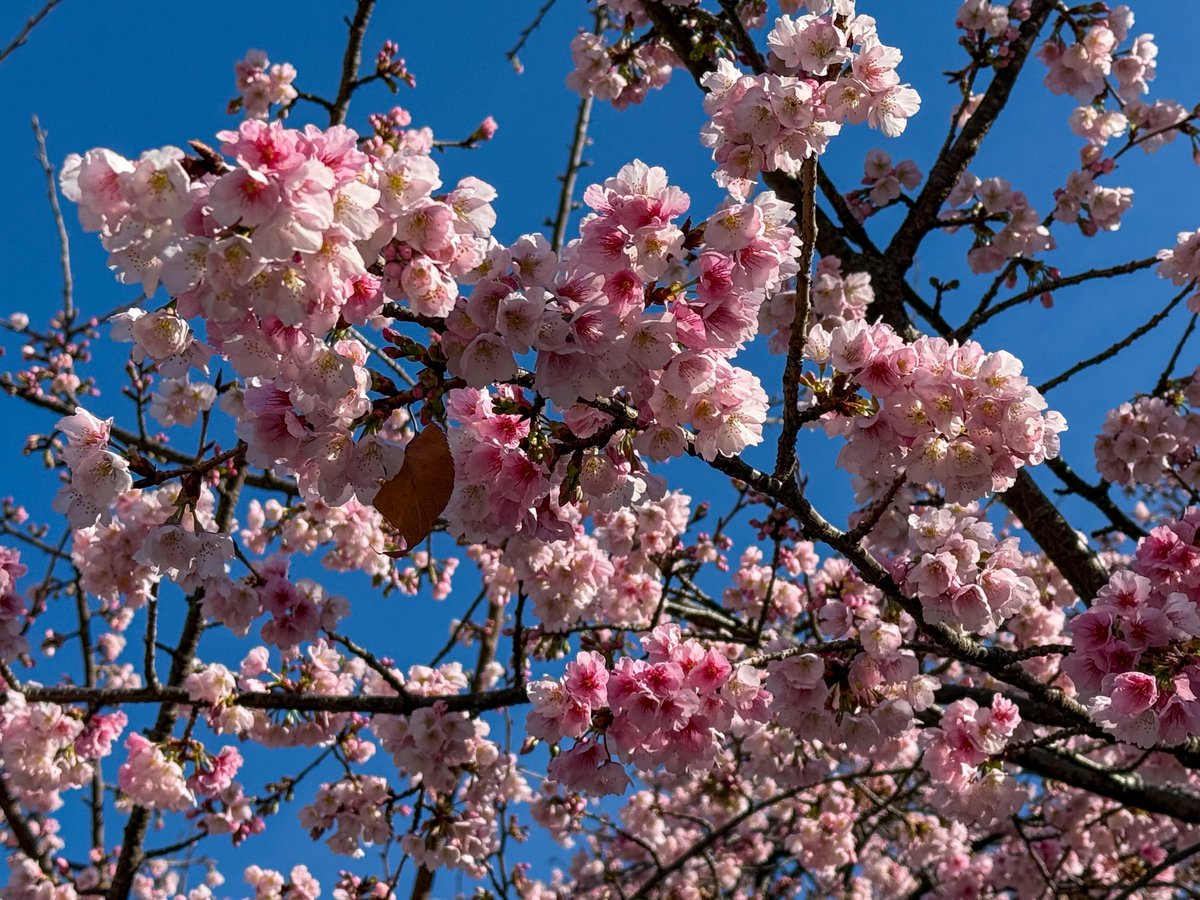 たくさん花見したいのでよろしくお願いします。わたしより