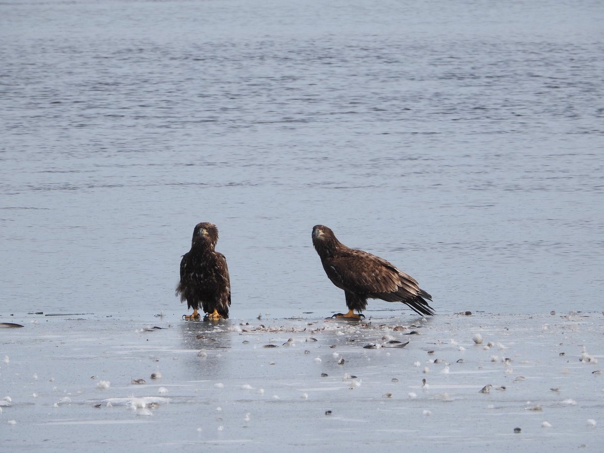 RiverQuest tweet media